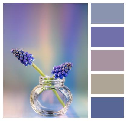 Grape Hyacinth Flowers Jar Image